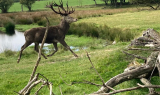 Un ciervo corre por un campo verde cerca de un estanque en Aars, Jutlandia del Norte, Dinamarca, y árboles al fondo.
