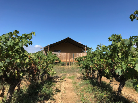 Safari tent with sanitary facilities and a wooden deck, set amidst vineyards under a clear blue sky.
