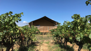 Safari tent with sanitary facilities and a wooden deck, set amidst vineyards under a clear blue sky.