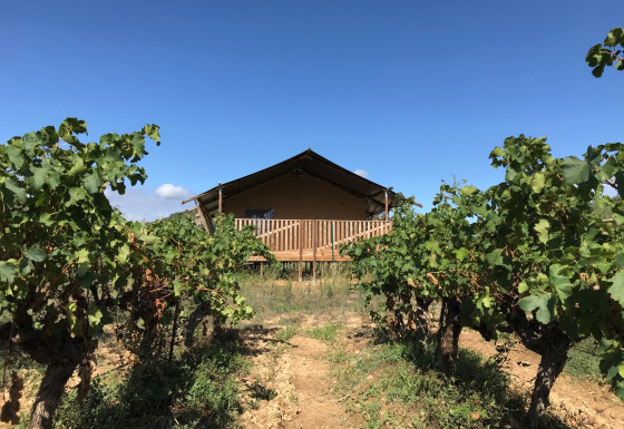 Safari tent with sanitary facilities and a wooden deck, set amidst vineyards under a clear blue sky.