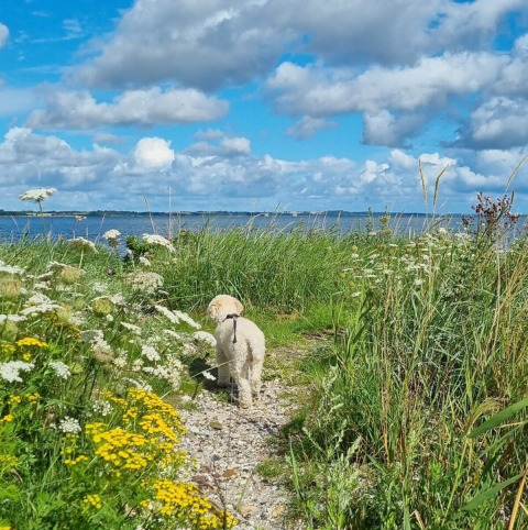 Ein kleiner Hund spaziert auf einem Blumenweg am Wasser bei Farsø in Nordjütland, Dänemark, bei blauem Himmel.