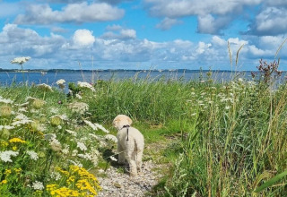 A small dog walks along a flowery path by the water near Farsø, North Jutland, Denmark, under blue skies.