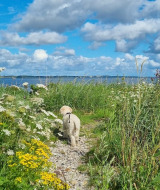 En lille hund går langs en blomstersti ved vandet nær Farsø i Nordjylland, Danmark, under blå himmel.