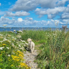 En lille hund går langs en blomstersti ved vandet nær Farsø i Nordjylland, Danmark, under blå himmel.