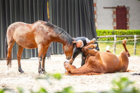Mand hjælper en brun hest, der ligger på ryggen, mens en anden hest ser til på Flower Camping Au Bois Des Biches.