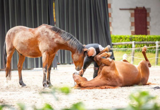 Hombre ayuda a un caballo echado mientras otro observa en Flower Camping Au Bois Des Biches, Pays de la Loire, Francia.