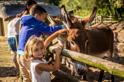 Kinderen voeren en aaien een ezel bij Flower Camping Au Bois Des Biches in Pays de la Loire, Frankrijk.