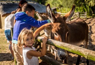 Kinder füttern und streicheln einen Esel im Flower Camping Au Bois Des Biches in Pays de la Loire, Frankreich.