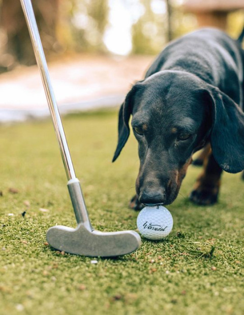 En gravhund snuser til en golfbold foran en golfkølle på græs, taget ved Hobbit House i Limburg, Belgien.