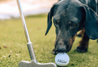 Ein Dackel schnuppert an einem Golfball neben einem Golfschläger im Hobbit House, Limburg, Belgien.