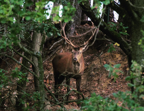 En kronhjort står blandt træer i skovområdet nær Hobbit House ved Cosy Cabins i Limburg, Belgien.