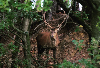En kronhjort står blandt træer i skovområdet nær Hobbit House ved Cosy Cabins i Limburg, Belgien.
