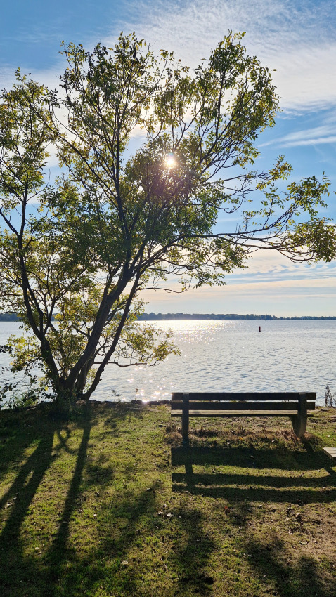 Panchina e albero in riva al lago con sole, foto scattata a Tiny Wagon, Marina Parcs Almere, Paesi Bassi