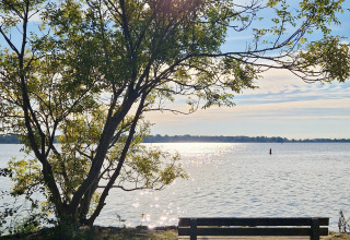 Banc au bord du lac sous un arbre ensoleillé, Tiny Wagon à Marina Parcs Almere, Pays-Bas
