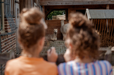 Twee kinderen kijken naar alpaca's in een stal bij Limburg Lodge op camping 't Geuldal in Nederland.