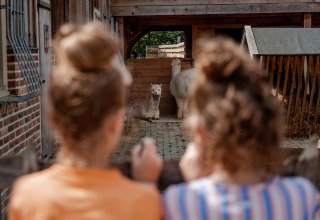 Twee kinderen kijken naar alpaca's in een stal bij Limburg Lodge op camping 't Geuldal in Nederland.