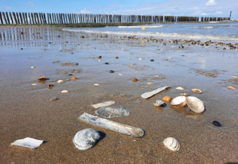 Strand met schelpen en steentjes op het zand, zacht golvende zee en houten palen in de verte.