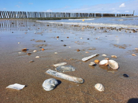 Escena de playa con conchas y piedras en la arena mojada, olas suaves y postes de madera al fondo.