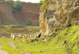 Un gregge di capre pascola vicino a una parete rocciosa nei dintorni di Meerssen, Limburgo, Paesi Bassi.