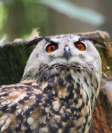 Un búho de ojos anaranjados posado en un tronco cerca de Bouillon, Luxemburgo, Bélgica, rodeado de naturaleza.