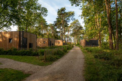 Afbeelding van moderne houten lodges langs een grindpad in een rustige, groene bosomgeving met bomen.