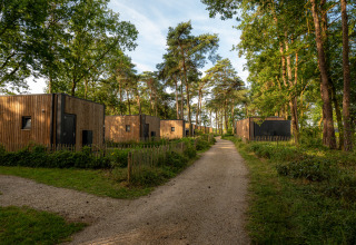Photo de pavillons modernes en bois le long d’un chemin de gravier dans une forêt paisible et verdoyante.