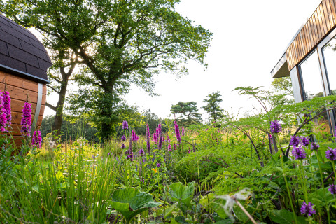 Grøn have med lilla blomster foran træer og moderne ferievilla med sauna på Hofparken Wiltershaar.