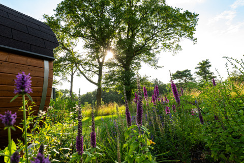 Solnedgang og vilde blomster ved Holiday villa Amalia 2 + sauna, Hofparken De Bergvennen, Holland.