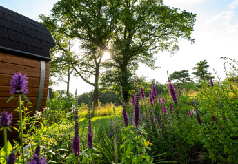 Sun shining through trees at Holiday Villa Amalia 2 + sauna, Hofparken De Bergvennen, Netherlands.