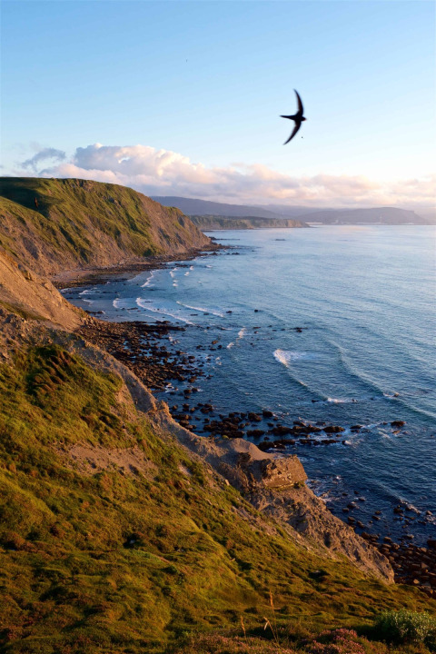 Küstenlandschaft bei Cudillero in Asturien, Spanien, mit Felsen, Meer und einem fliegenden Vogel bei Sonnenuntergang.