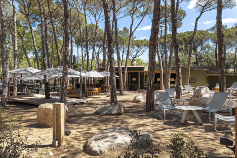 Zona de descanso al aire libre en un campamento safari con mesas, sillas y sombrillas entre pinos altos.