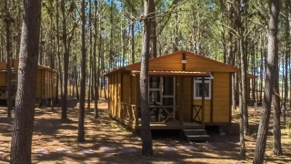 Bungalow de madera en el bosque, en Bungalow Basic Couple Lodge, rodeado de árboles altos y luz natural.
