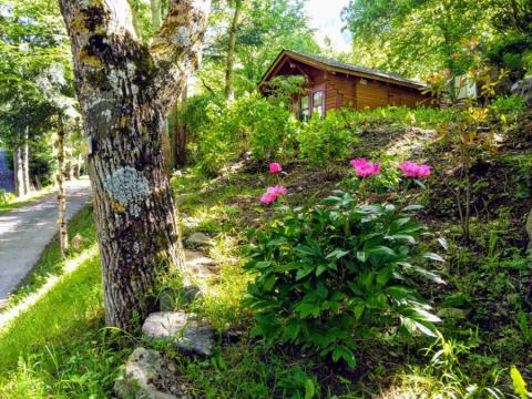 Albero con muschio e fiori davanti a una baita nel soleggiato campeggio Bedura Park, Catalogna, Spagna.