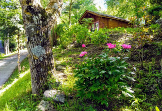 A tree and blooming flowers on a green hillside near a wooden cabin at Bedura Park campsite in Catalonia, Spain.