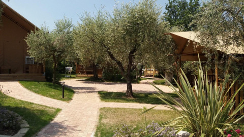Stiernet vej med oliventræer og safari telte ved Safari Lodge på Weekend Glamping Resort i Italien.