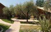 Senderos pavimentados y árboles de olivo junto a tiendas safari en Safari Lodge, Weekend Glamping Resort, Italia.