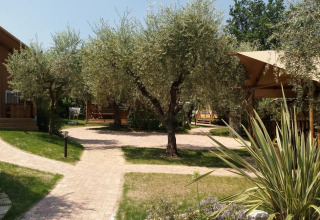 Stiernet vej med oliventræer og safari telte ved Safari Lodge på Weekend Glamping Resort i Italien.