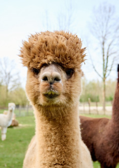 Alpacas - Villatent 't Geuldal - Meerssen, Limburgo, Países Bajos