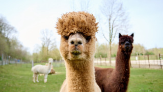 Alpacas - Villatent 't Geuldal - Meerssen, Limburgo, Países Bajos