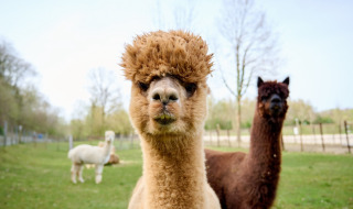 Alpacas - Villatent 't Geuldal - Meerssen, Limburgo, Países Bajos