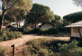 Tende safari immerse tra pini e vegetazione in un ambiente naturale tranquillo e soleggiato.