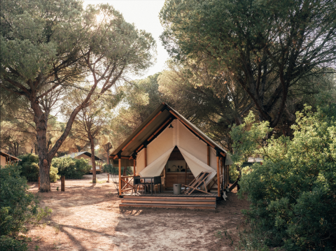 Safari tent with a wooden deck, chairs, and a table, nestled among tall pine trees in natural sunlight.