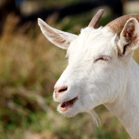 Goat