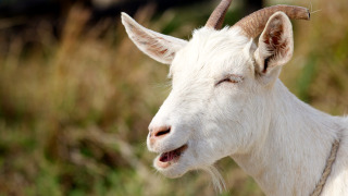 Chèvre