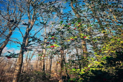Forêt près d’un chalet, avec des feuilles vertes et des baies rouges sous un ciel bleu éclatant en hiver.