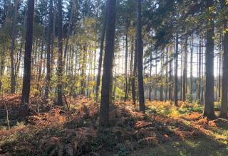 Sollys filtreres gennem høje træer og bregner i en fredelig skov ved et glampingsted om morgenen.