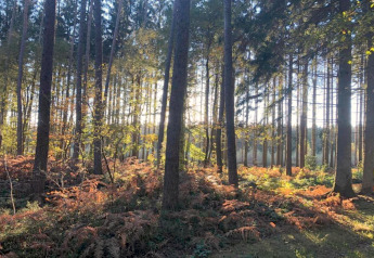 Sonnenlicht scheint durch hohe Bäume und Farne in einem ruhigen Wald nahe einer Glamping-Unterkunft.