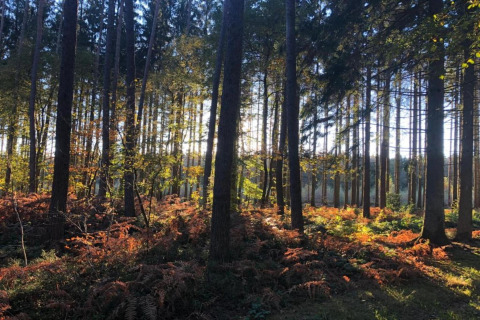 La lumière du soleil traverse de grands arbres et fougères dans une forêt paisible près d’un glamping.