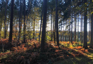 La lumière du soleil traverse de grands arbres et fougères dans une forêt paisible près d’un glamping.