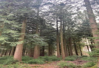 Vue sur une forêt dense aux arbres majestueux, photographiée depuis un chalet en pleine nature.